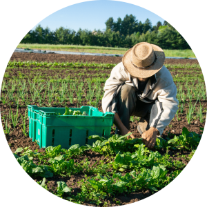 agroecologia-C
